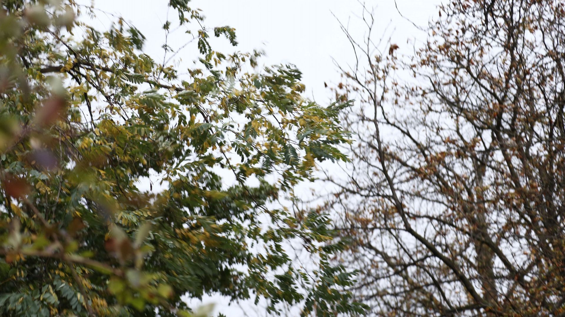 Tempête Freya: des arbres et des branches retrouvées sur la chaussée en Wallonie