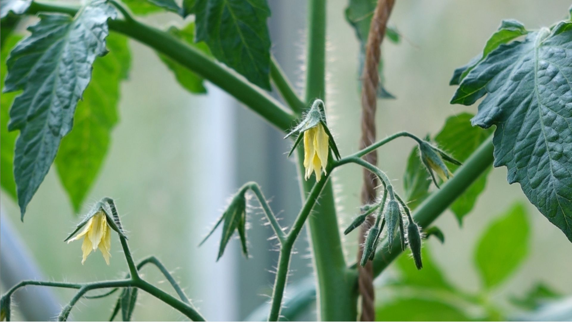 La fécondation des fleurs de tomate est autogame. C’est le pollen de la fleur qui féconde les ovules de la même fleur. Si le pollen est détérioré par un excès de chaleur, la fleur ne formera pas de fruit.