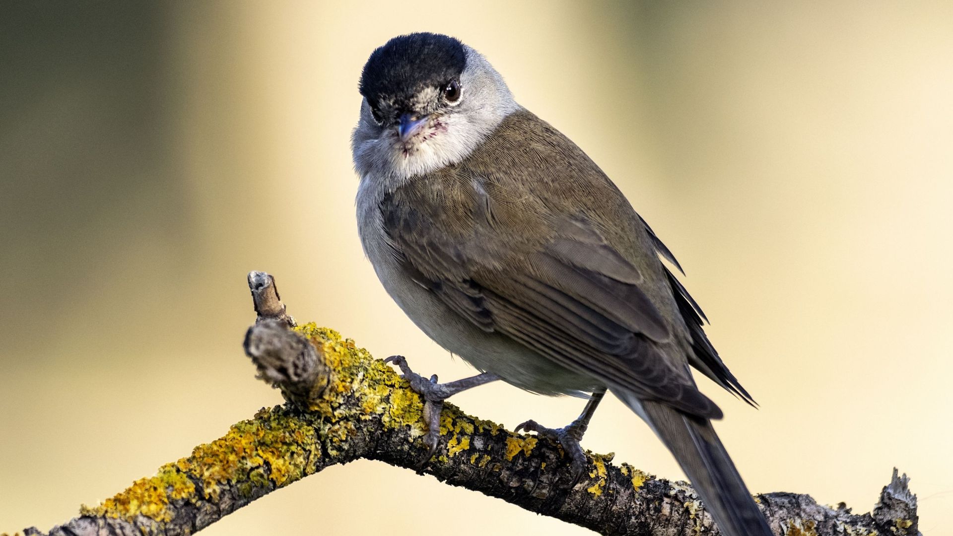 5 bienfaits de l'observation d'oiseaux pour la santé