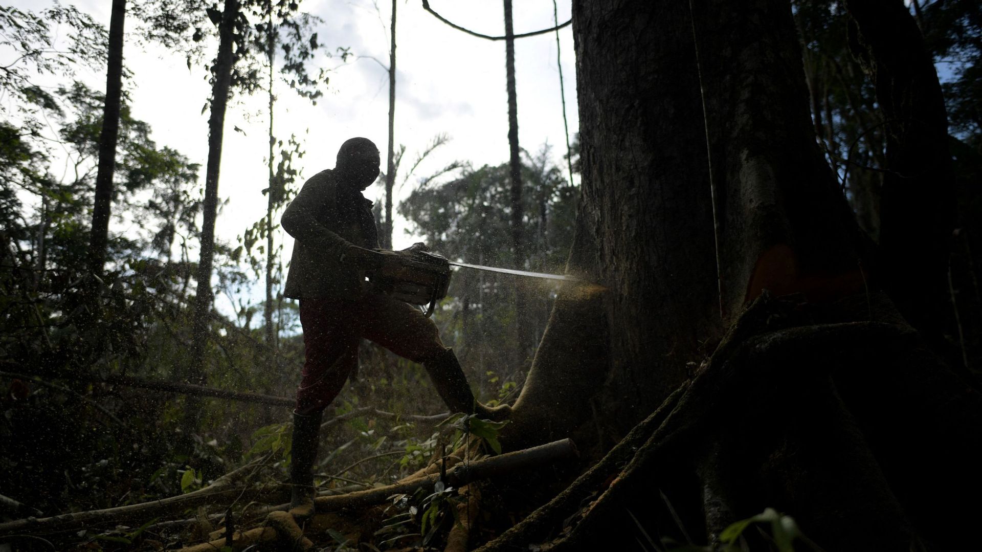 Bûcheron dans l'Amazonie colombienne, le 6 décembre 2021