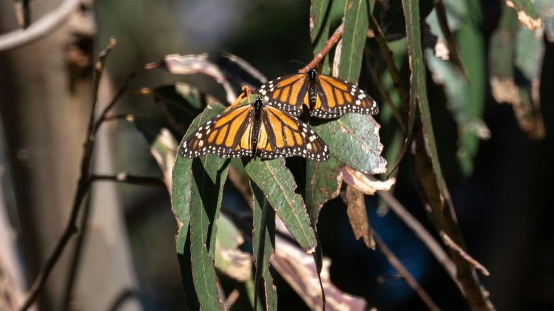 Des papillons monarques hivernent à Natural Bridges State Beach à Santa Cruz, le 26 janvier 2023 La naturaliste Stephanie Turcotte Edenholm admire des papillons monarques au Pacific Grove Monarch Sanctuary le 26 janvier 2023.