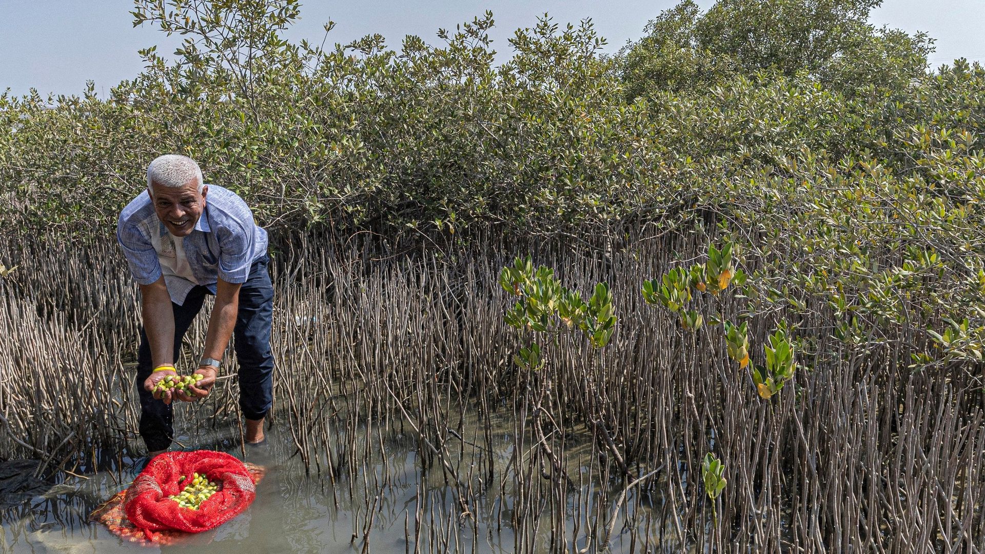 En Egypte, les mangroves renaissent malgré le tourisme de masse.