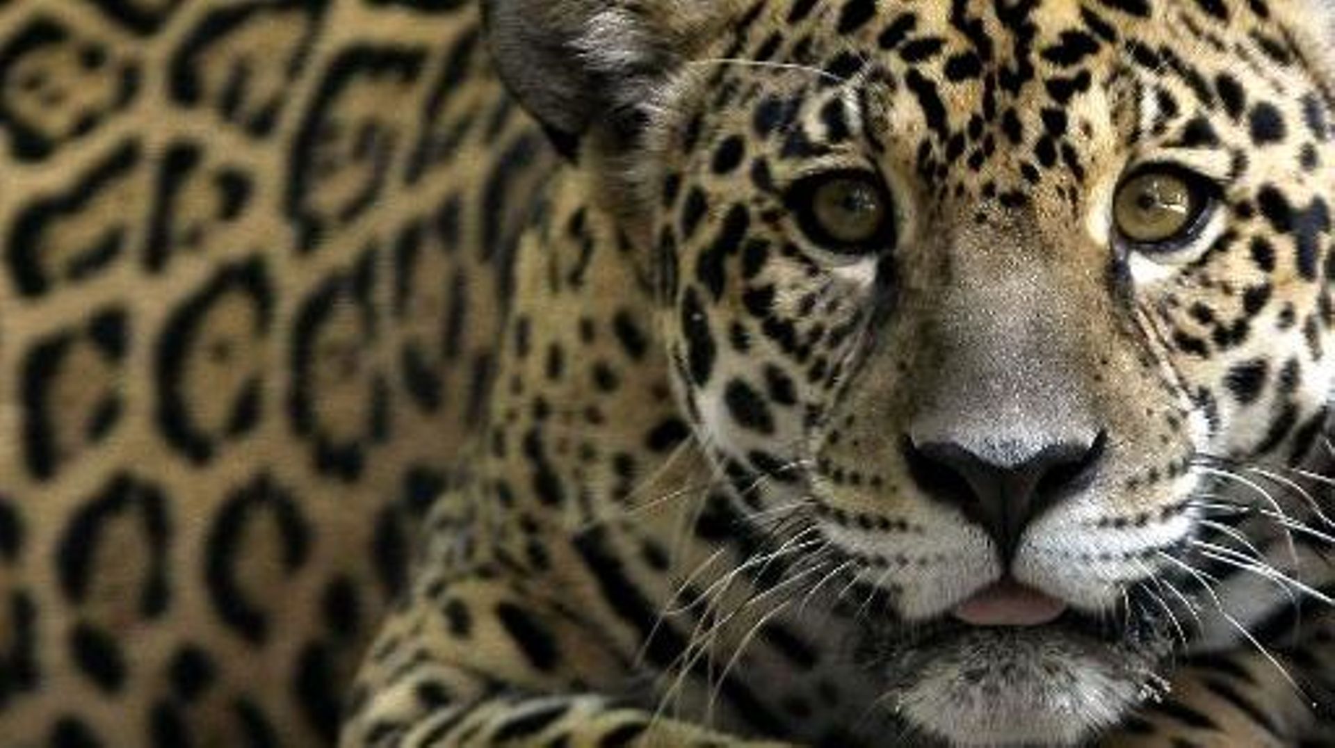 Le jaguar, roi menacé du Pantanal brésilien