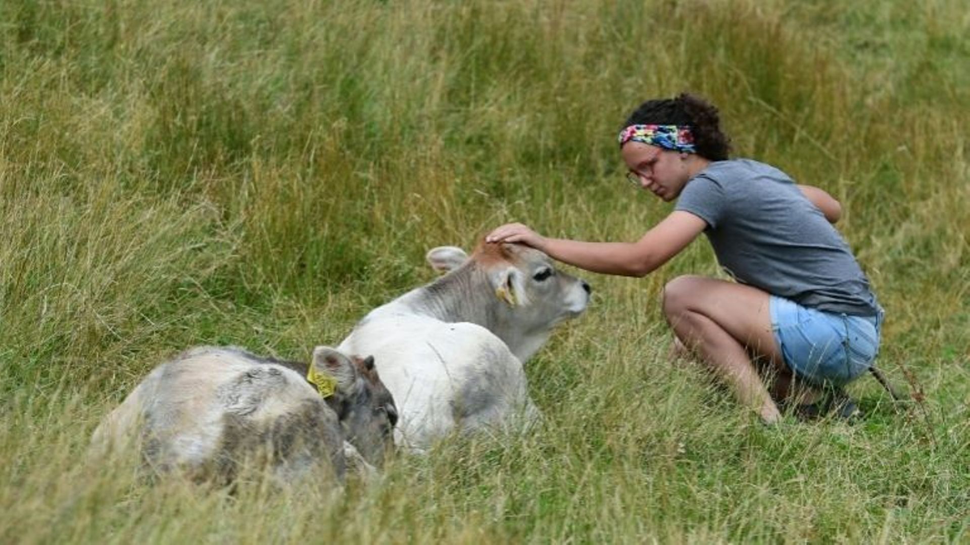 Vanessa Pduzzi avec ses vaches à Alpe Bedolo, sur la commune de Schignano, le 25 juin 2020.