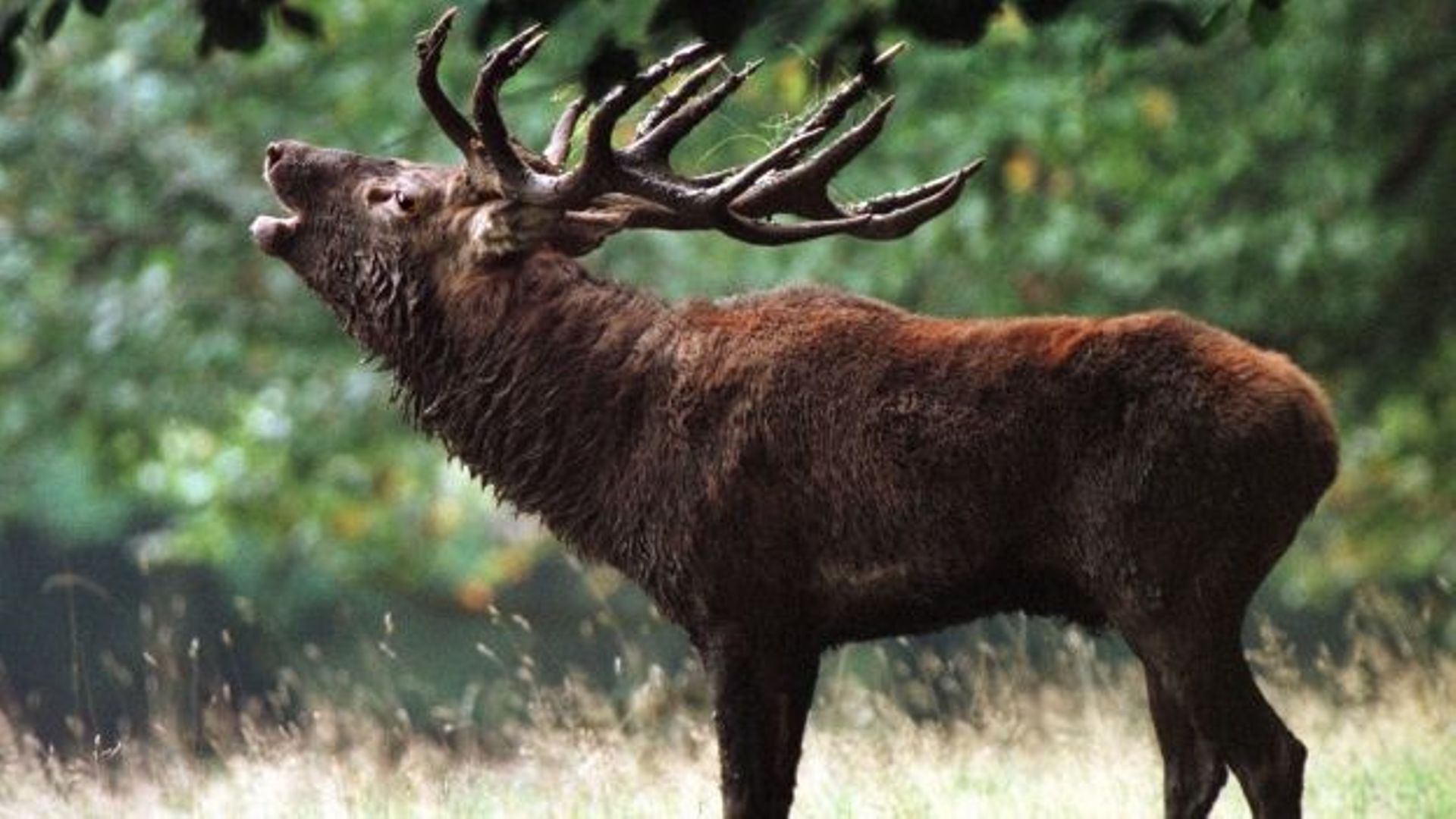 Partez écouter le brâme du Cerf !