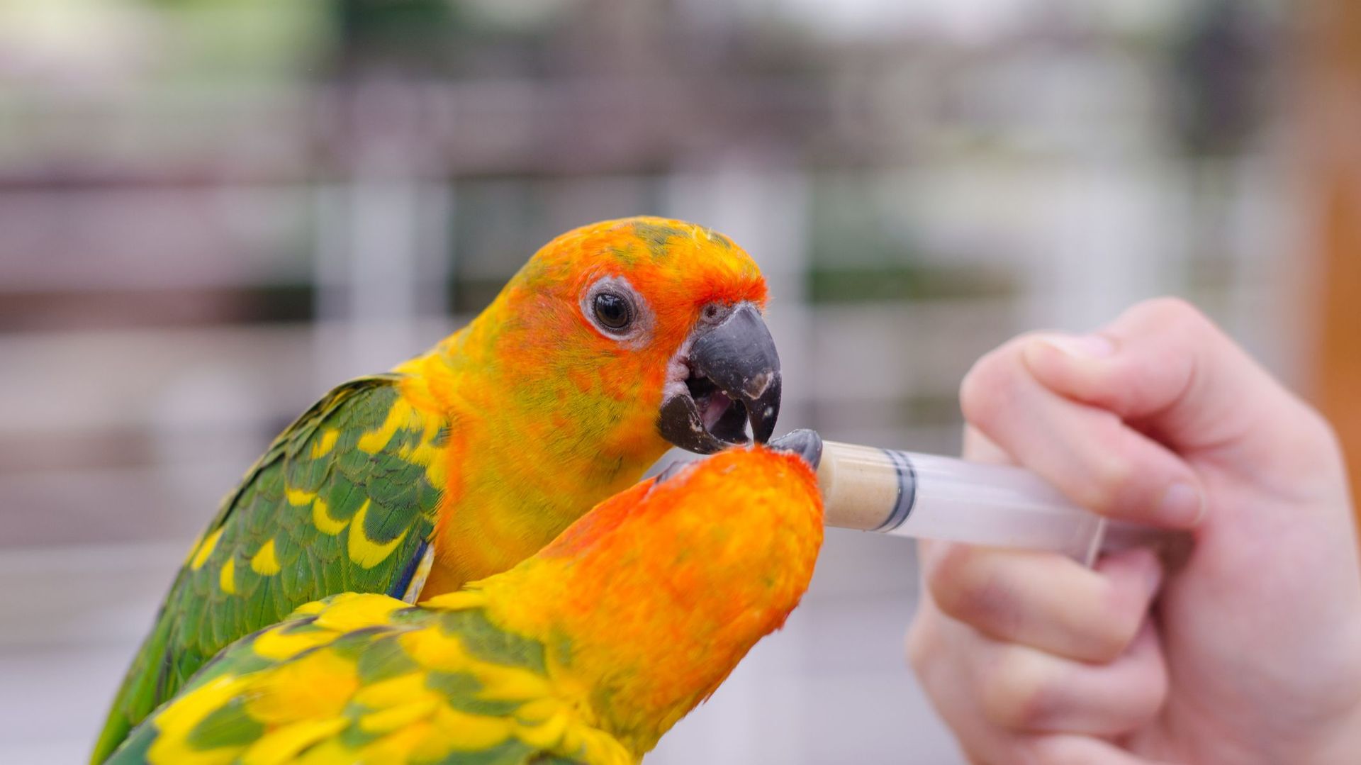 Comment la captivité peut-elle sauver des espèces proches de l’extinction ?