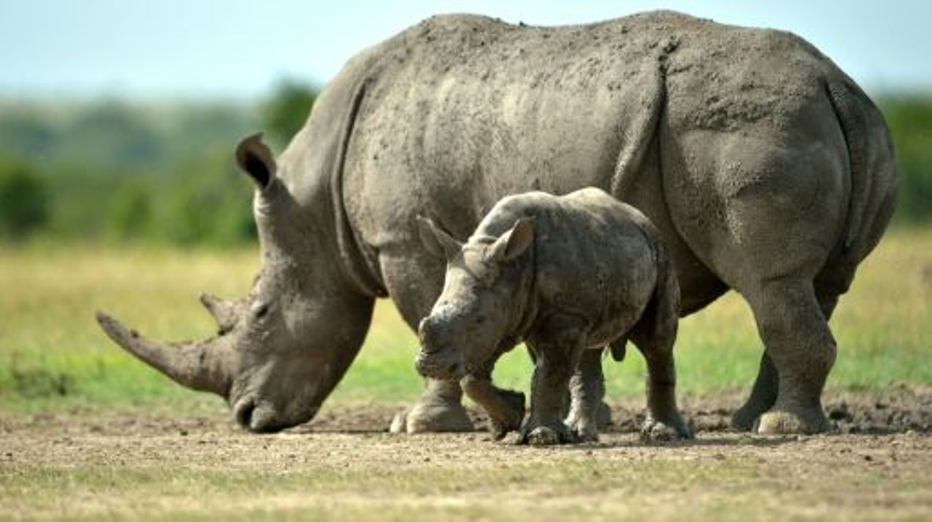les-eleveurs-sud-africains-de-rhinos-reclament-de-vendre-legalement-les-cornes