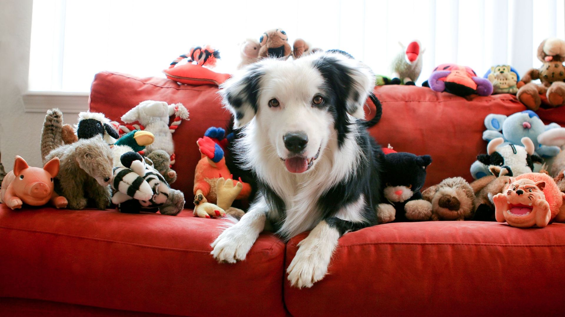 jouets-pour-chiens-et-chats-un-secteur-de-vente-qui-a-le-sourire
