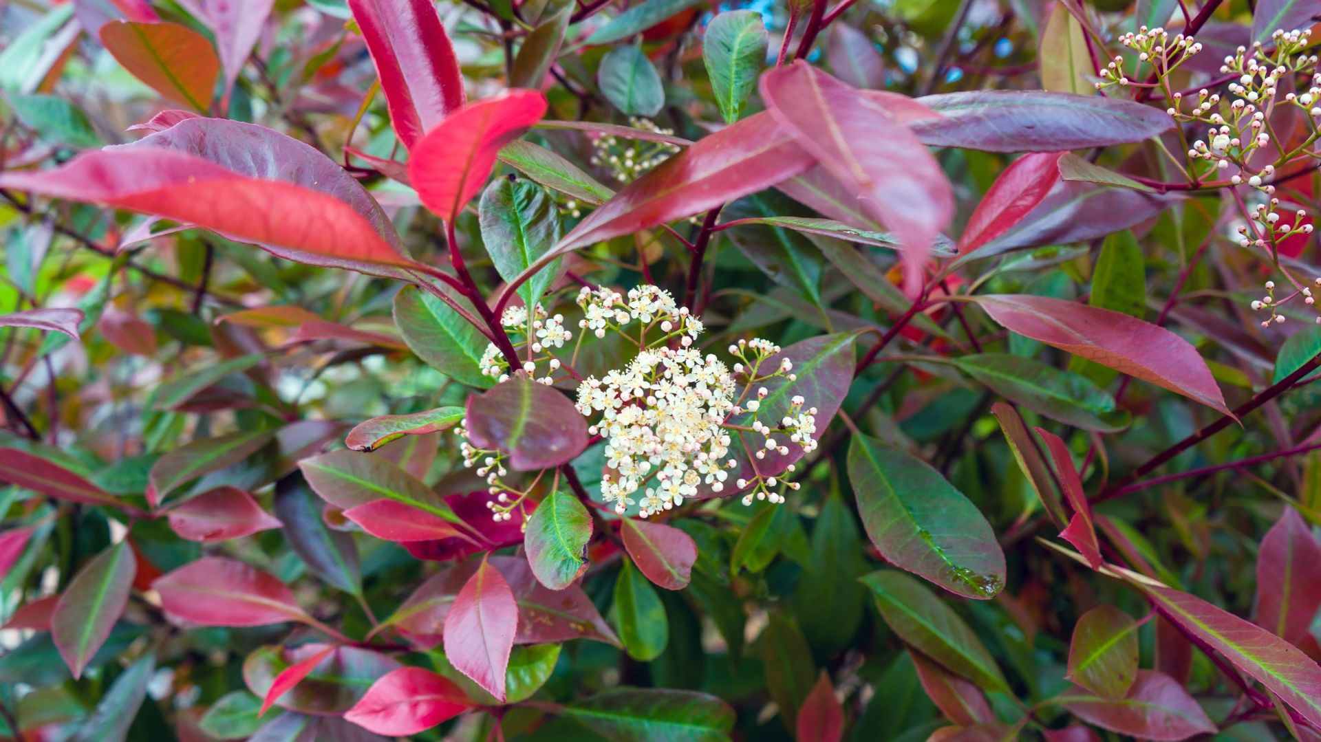 Des Photinia et des hellébores au feuillage panaché pour illuminer un ...