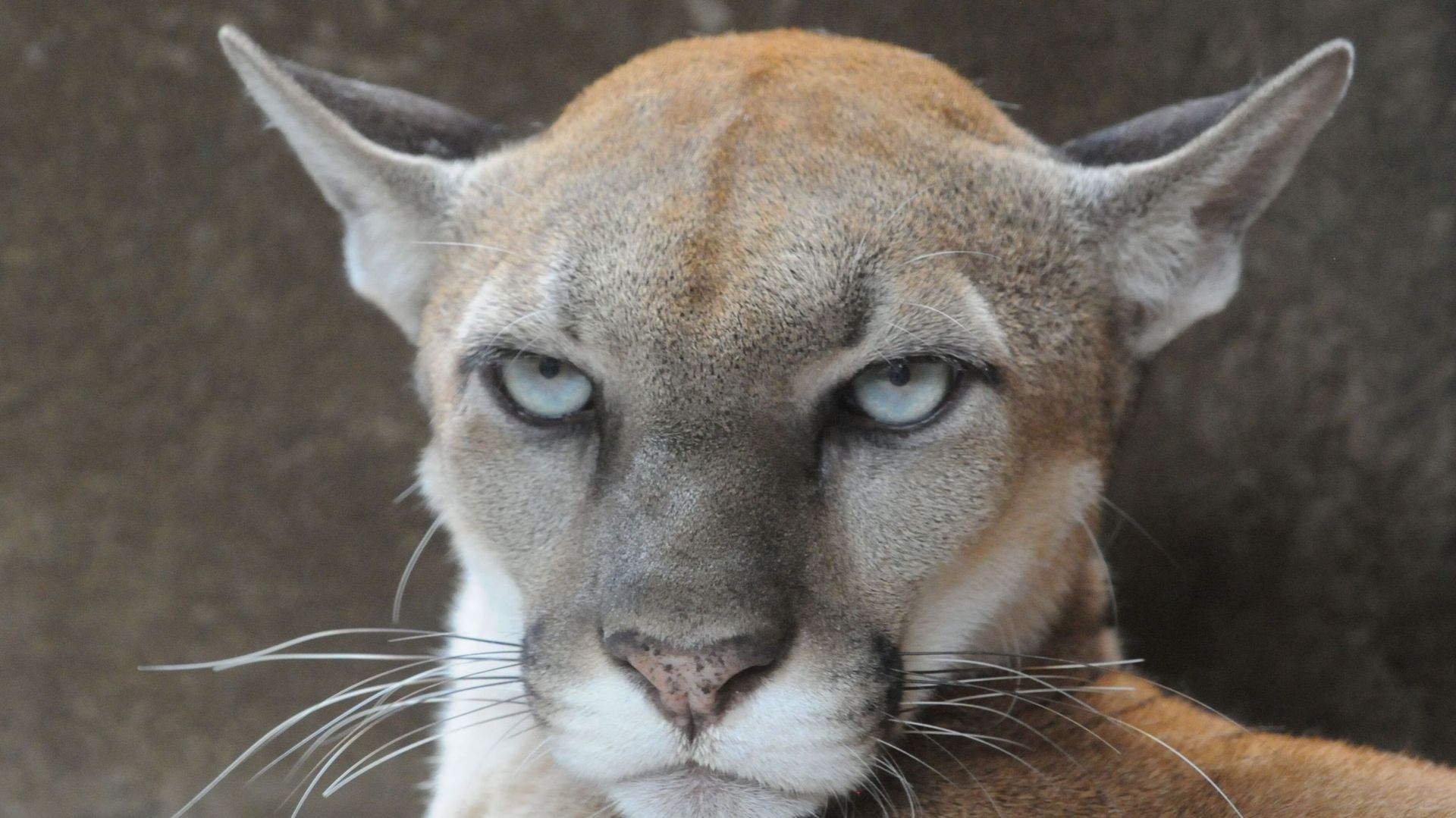 Le cougar est une espèce officiellement - rtbf.be