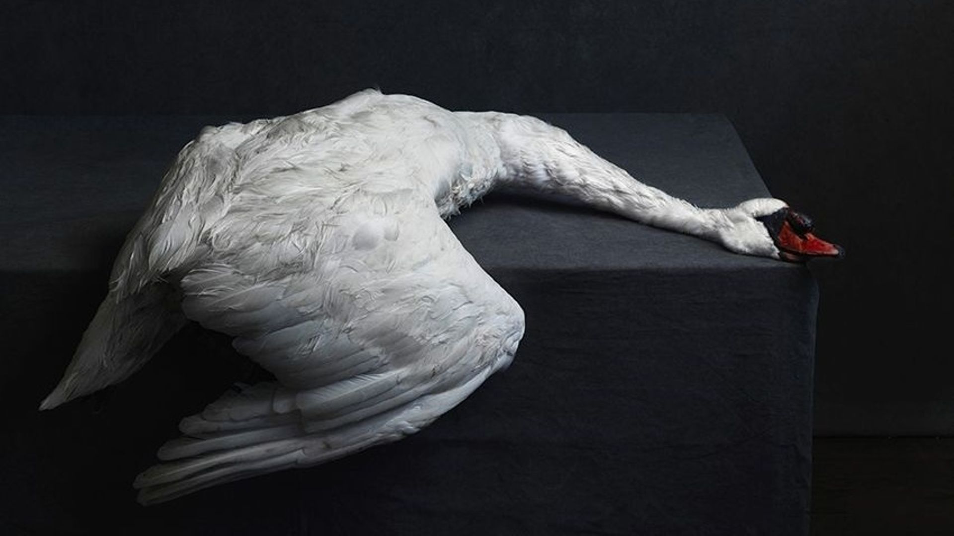 SWAN NATURE MORTE 2016 ATELIER dig © Stephan Vanfleteren