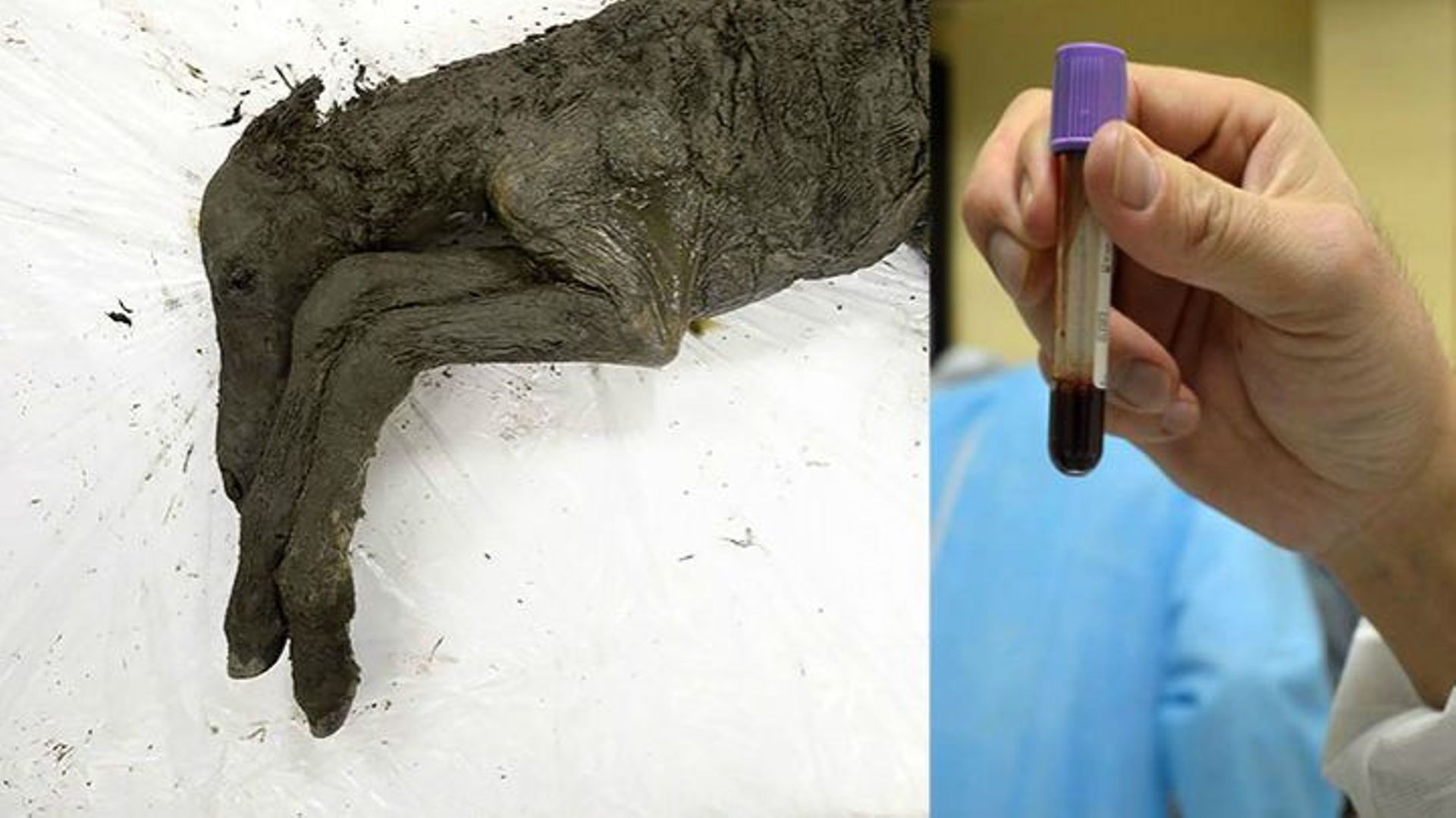 Du sang liquide retrouvé dans un poulain préhistorique de 42.000 ans