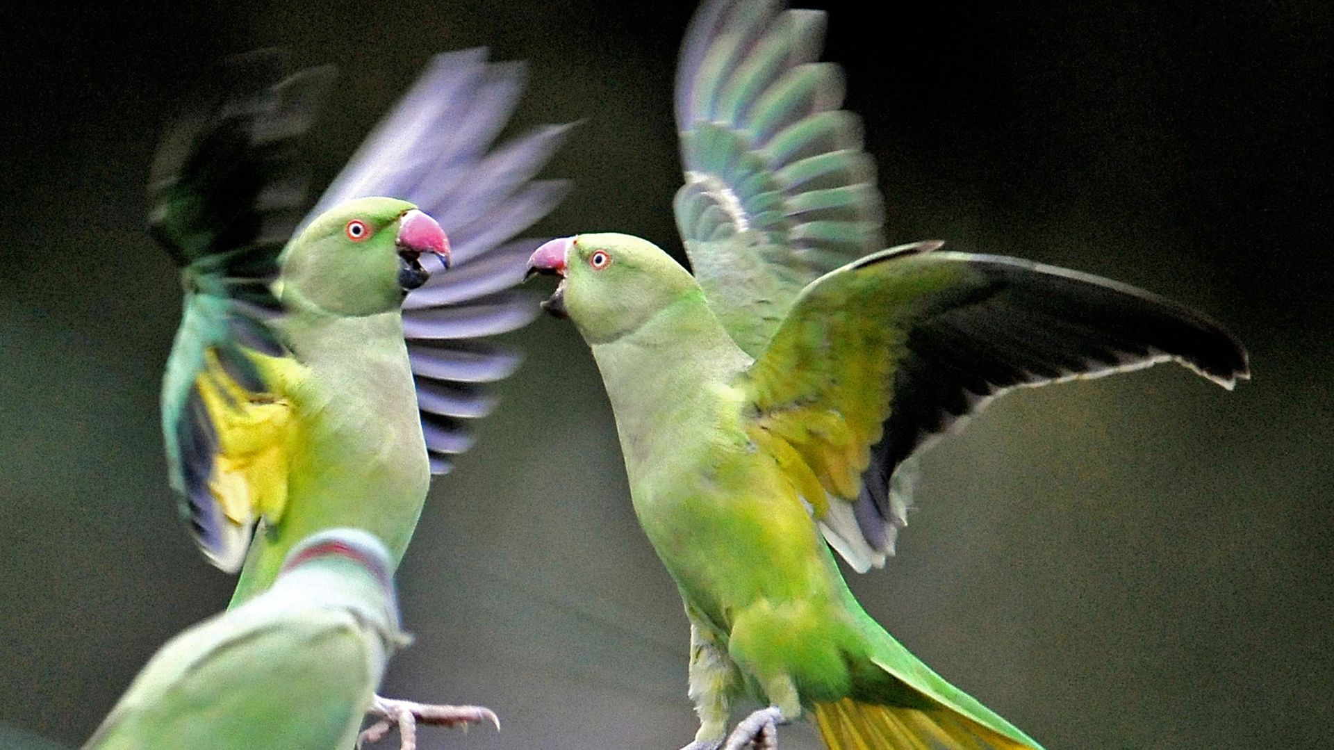 ANIMAUX-OISEAUX-BIODIVERSITE-CLIMAT