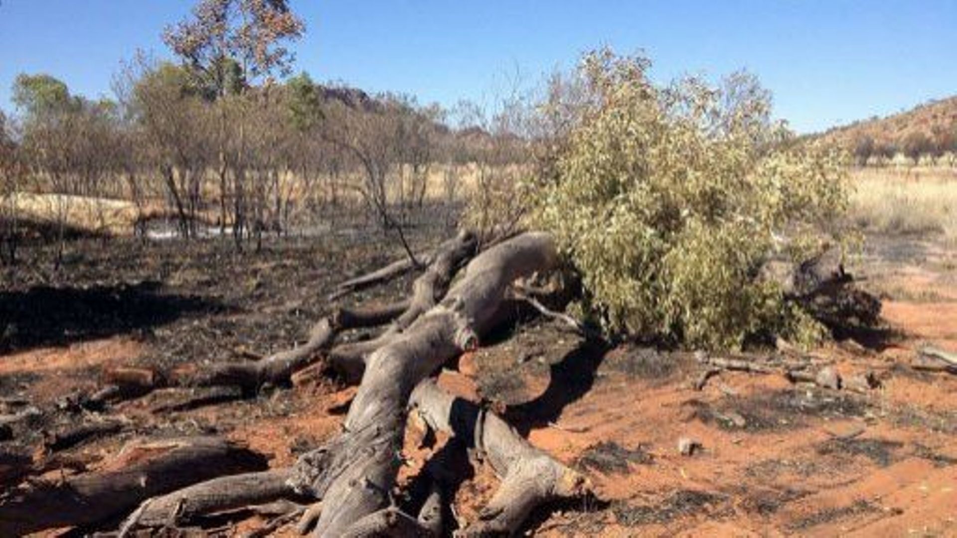 Des arbres mythiques de la culture aborigène détruits par le feu en Australie