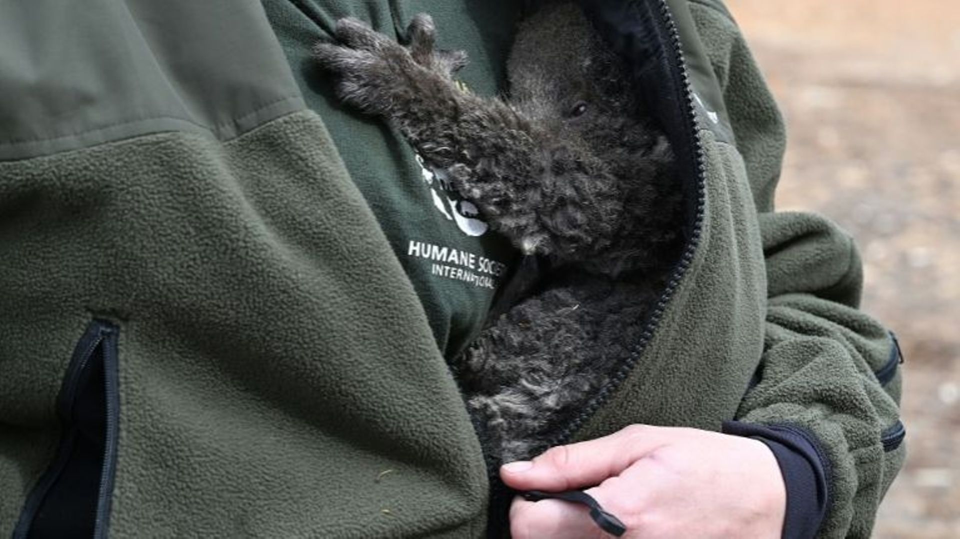 Un bébé koala rescapé d'un feu de forêt, le 15 janvier 2020 en Australie.
