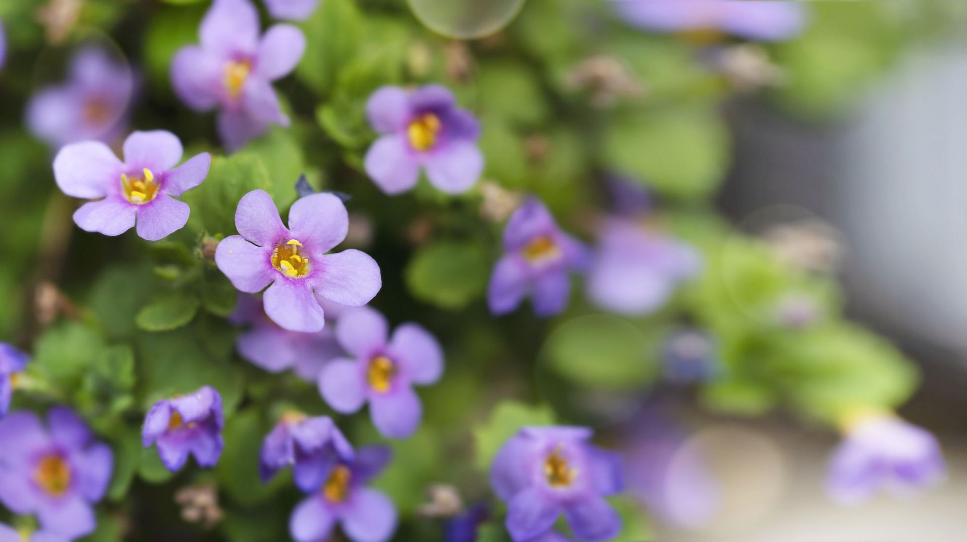 Le Bacopa : une vivace généreuse et florifère qui illumine vos étés