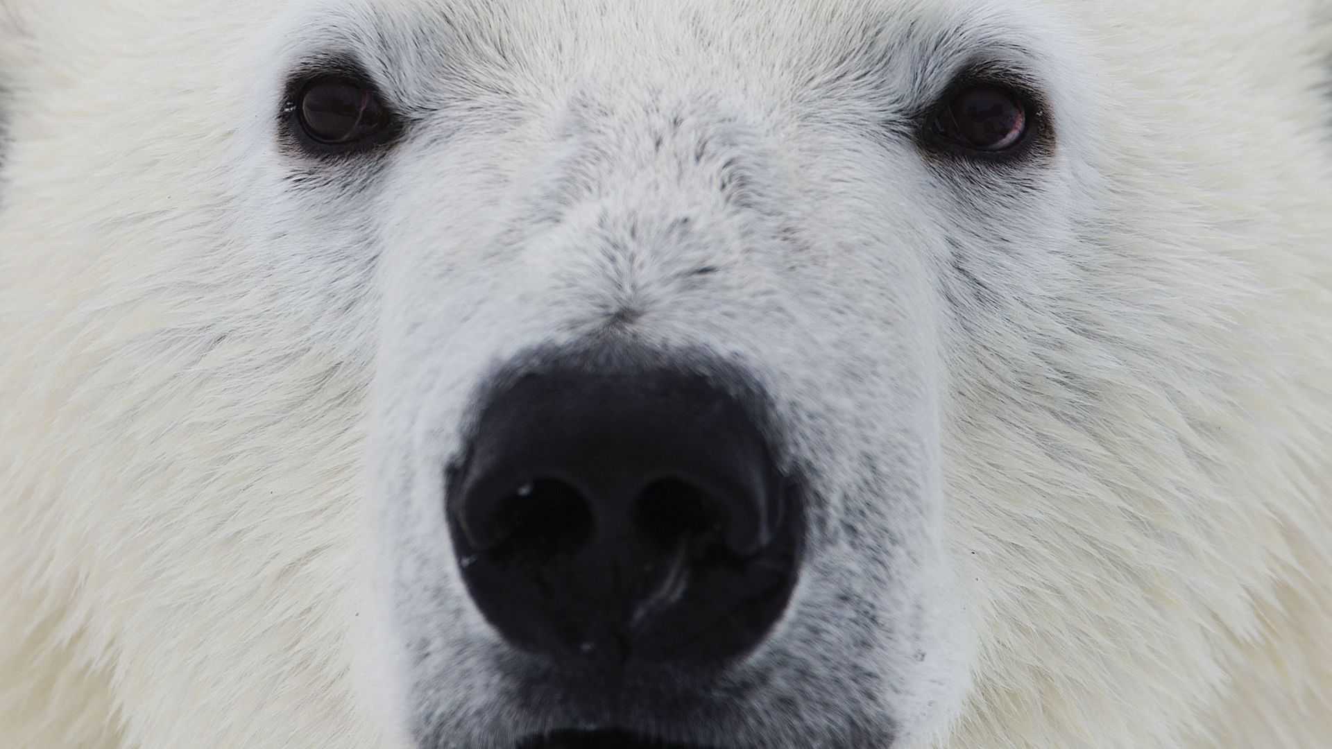 La minute insolite : "Fat Albert", l’ours polaire obèse qui fascine l’Alaska