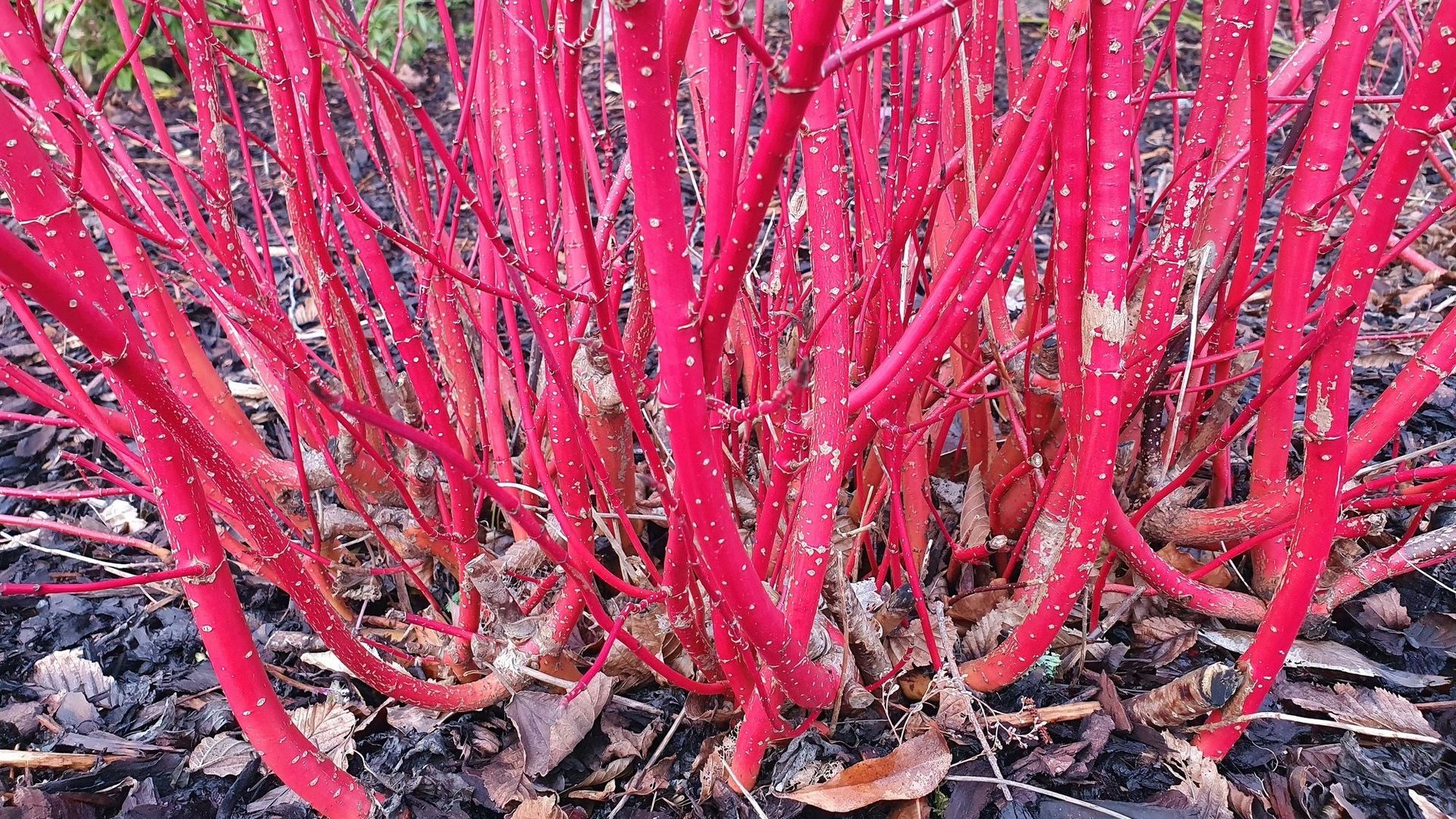 Au pied de ce cornouiller qui a été recépé, on distingue les souches d’où les nouveaux rameaux ont émergé. Le nom de la variété : Cornus alba 'Sibirica'.
