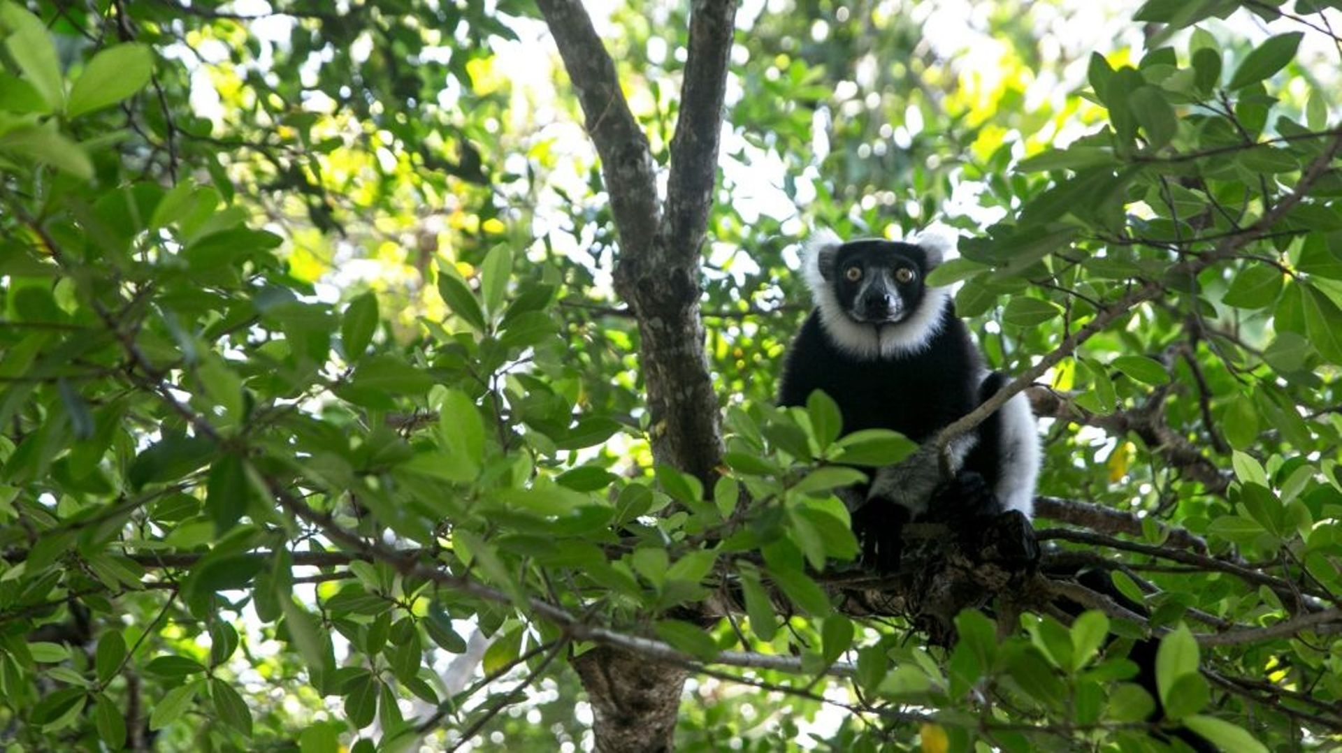 Un Lemur Vari dans la forêt de Vohibola dans le sud-est de Madagascar, le 23 mars 2019
