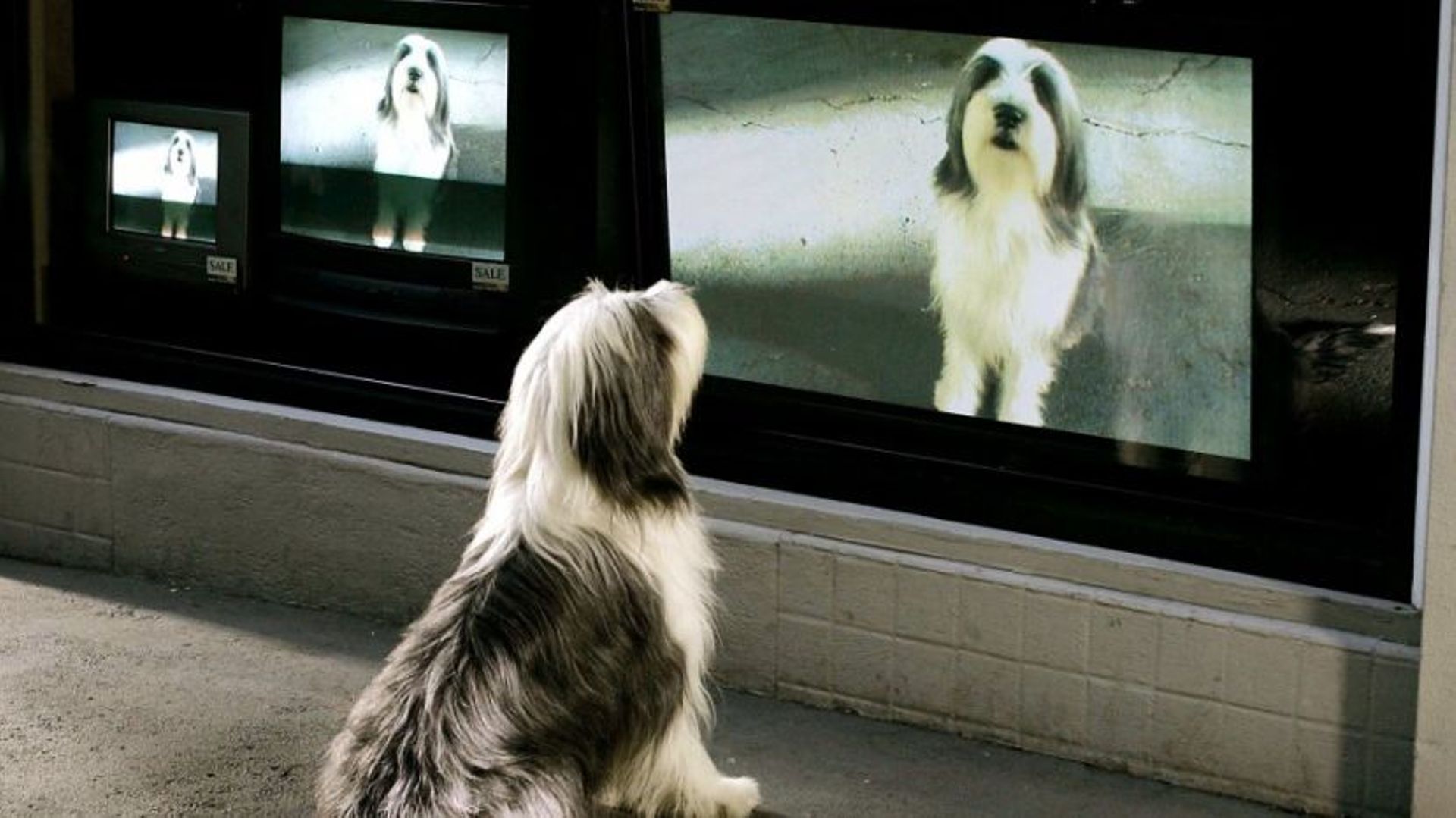 Les chiens voient-ils la télévision ? - RTBF Actus