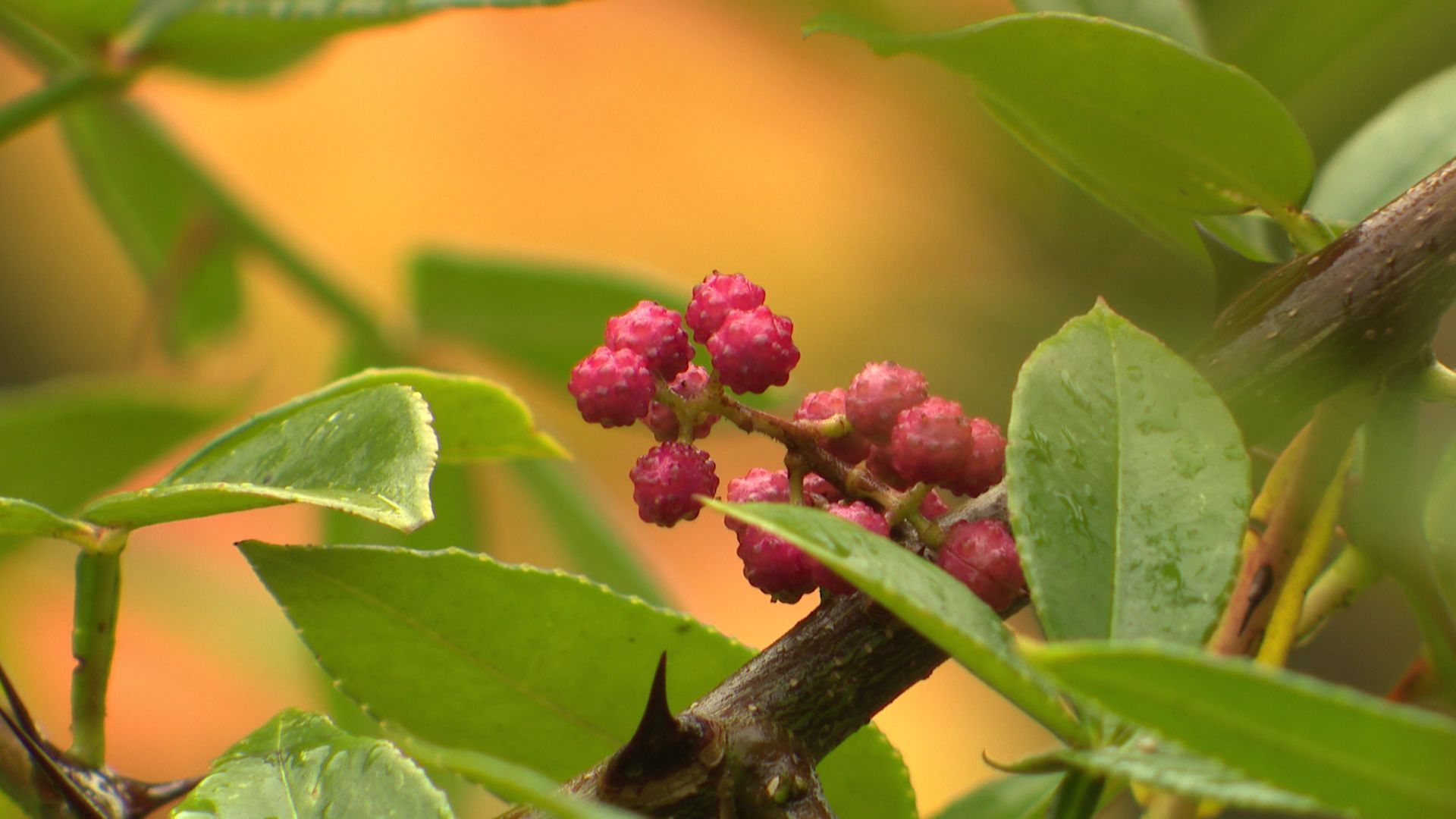 Jardin : comment cultiver le poivre du Sichuan ?