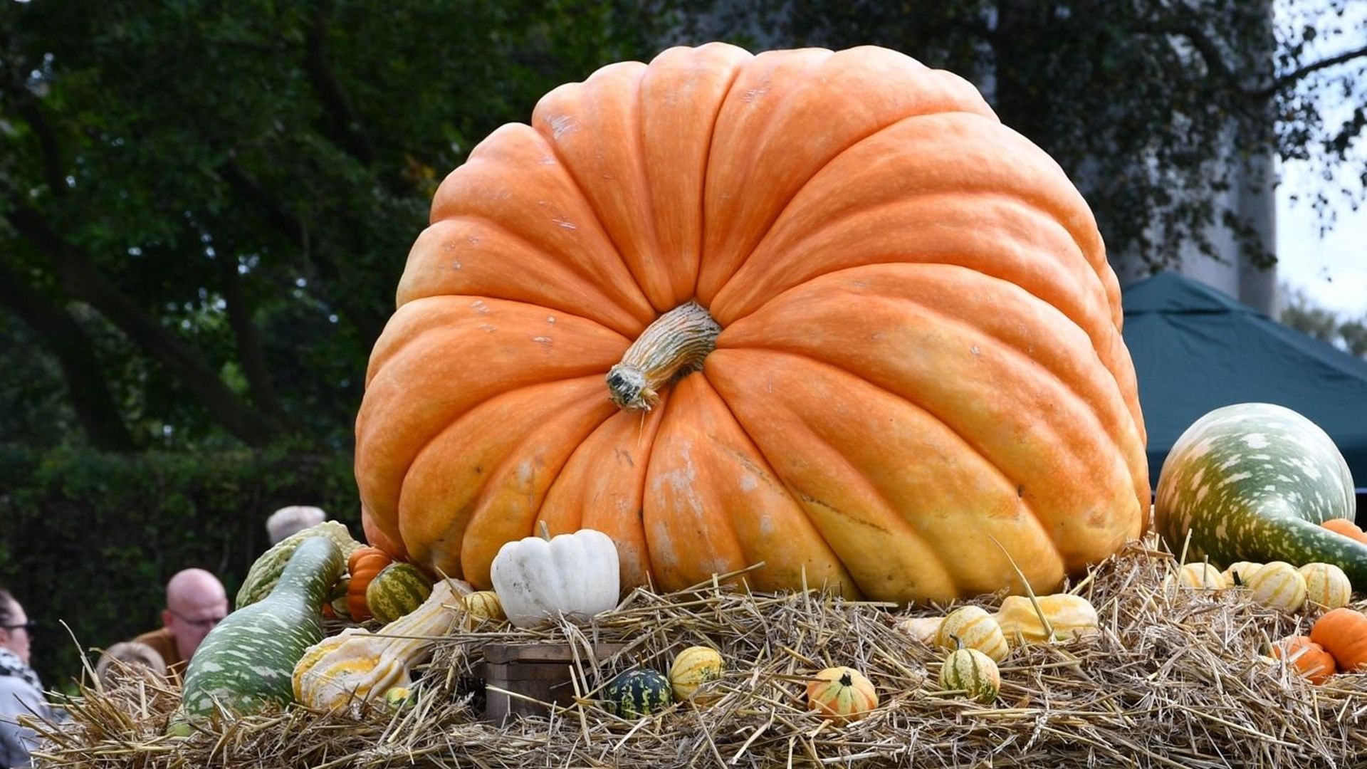 Autocueillette de courges : un week-end gourmand et festif à Lens