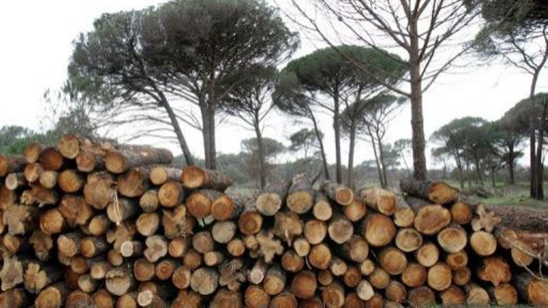 Energie: la combustion du bois pollue plus que celle du charbon