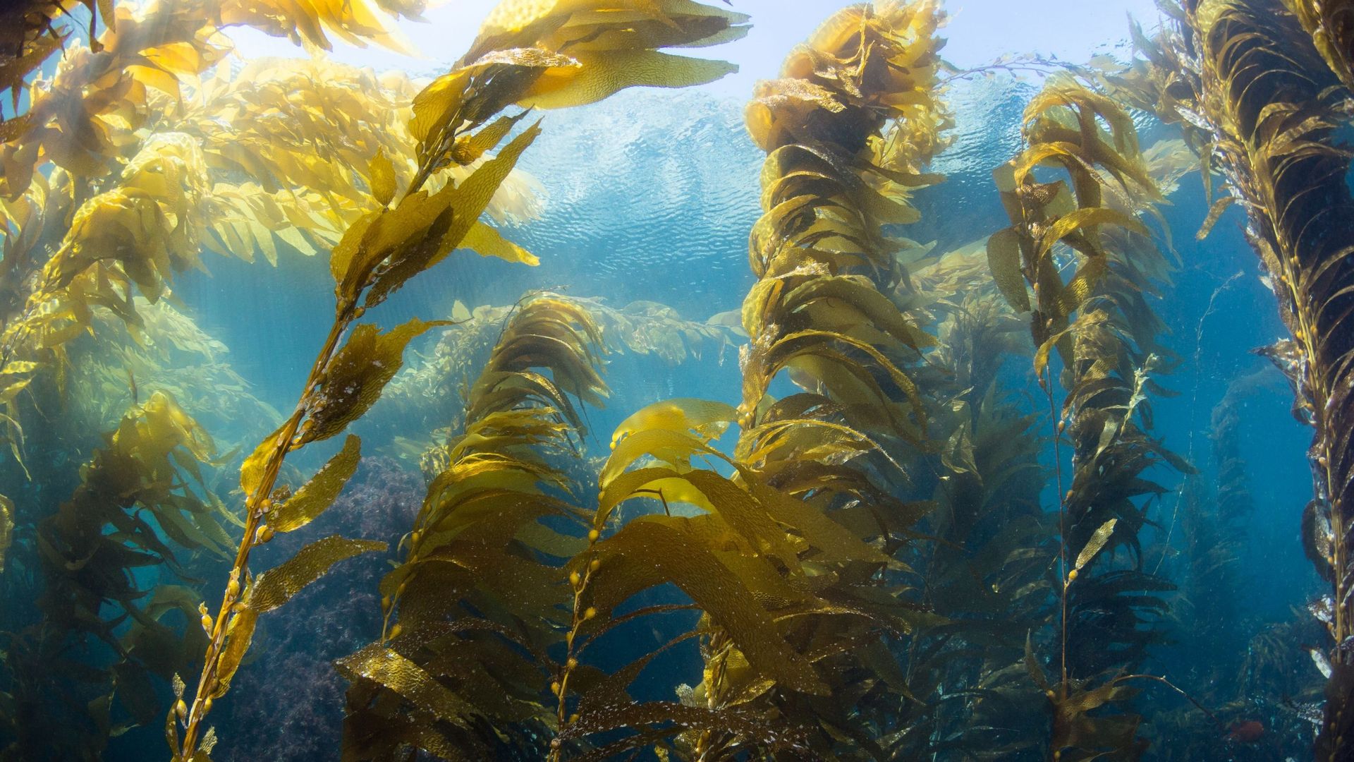 Les algues ont-elles un avenir dans notre société ? Voici les différentes  manières de les utiliser 