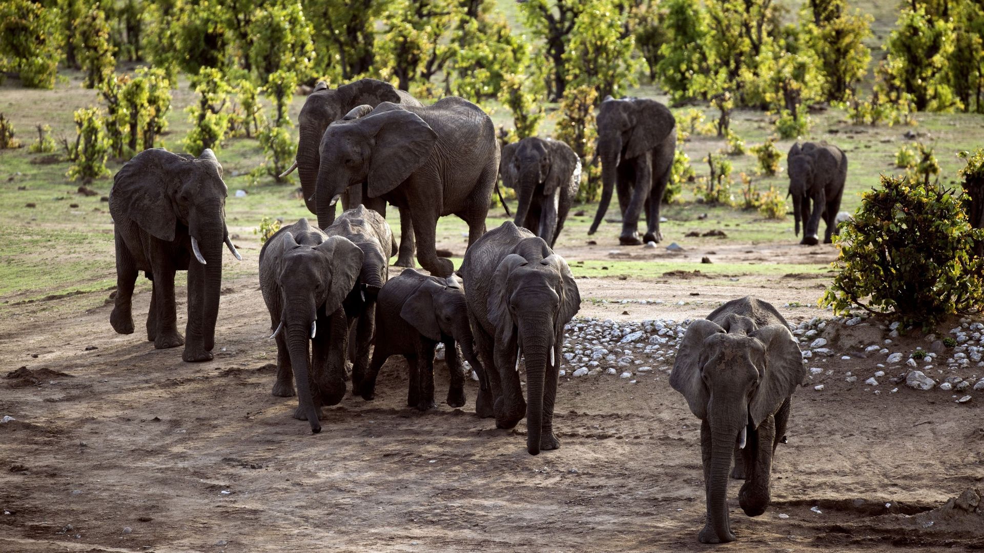 Des éléphants dans un parc national du Zimbabwe