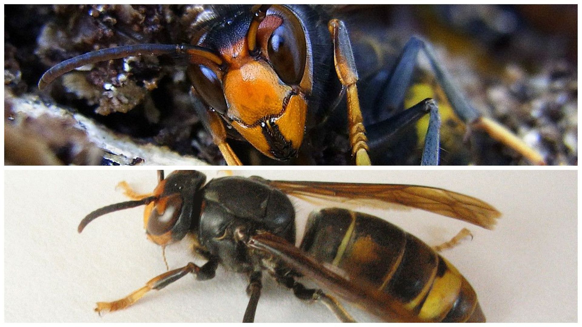 Alerte aux frelons asiatiques en Belgique: les apiculteurs appelés à la vigilance