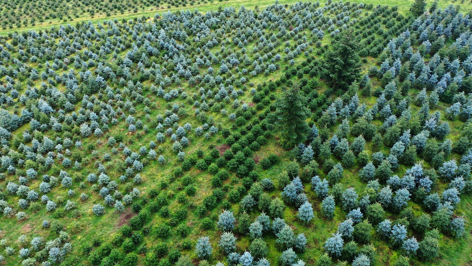 L'arbre qui gâche la forêt : haro sur la monoculture de pins en Allemagne.