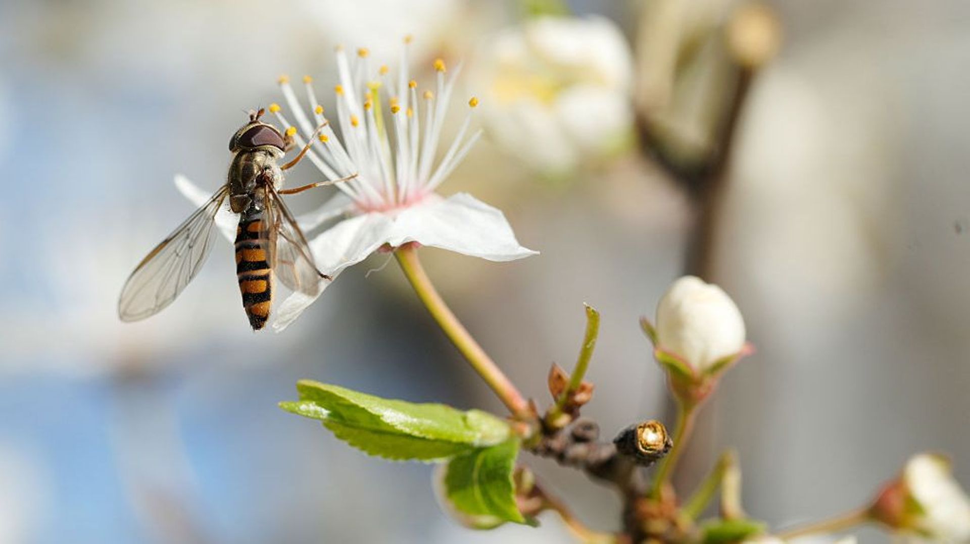 D couvrez Les Syrphes Des Pollinisateurs Et Anti pucerons Naturels d-couvrez-les-syrphes-des-pollinisateurs-et-anti-pucerons-naturels
