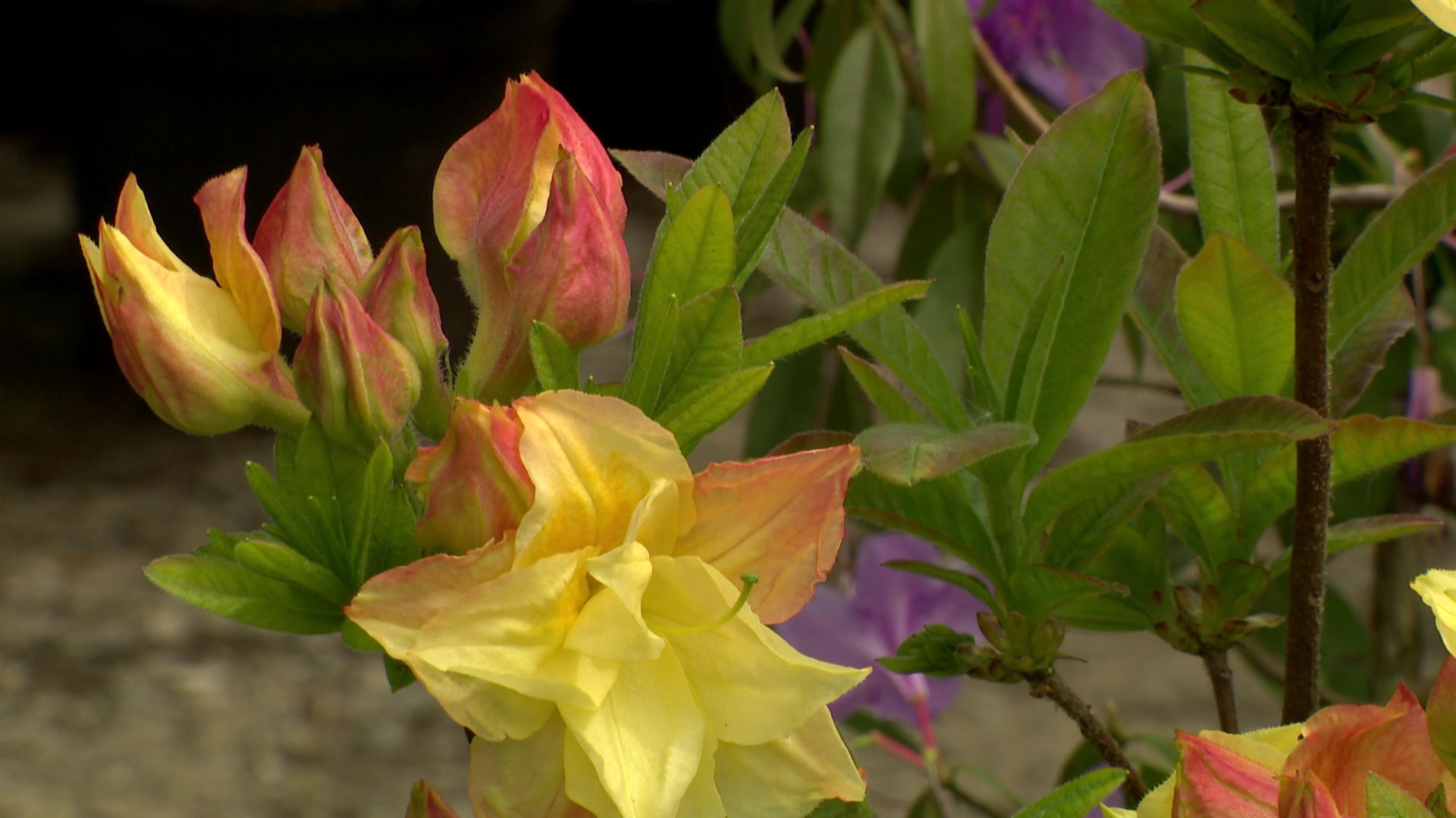 Rhododendron ‘Totally Awesome’