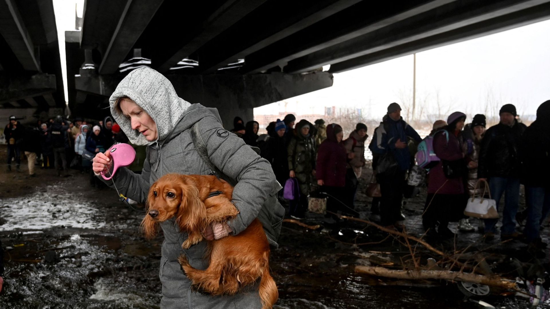 De nombreux réfugiés ukrainiens sont partis de leur pays avec leurs animaux.
