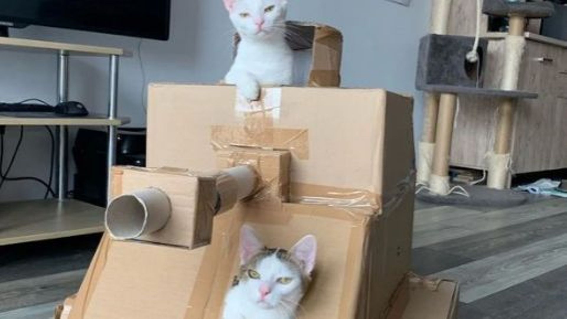 Le nouveau challenge qui "cartonne", construire un tank en carton pour son chat