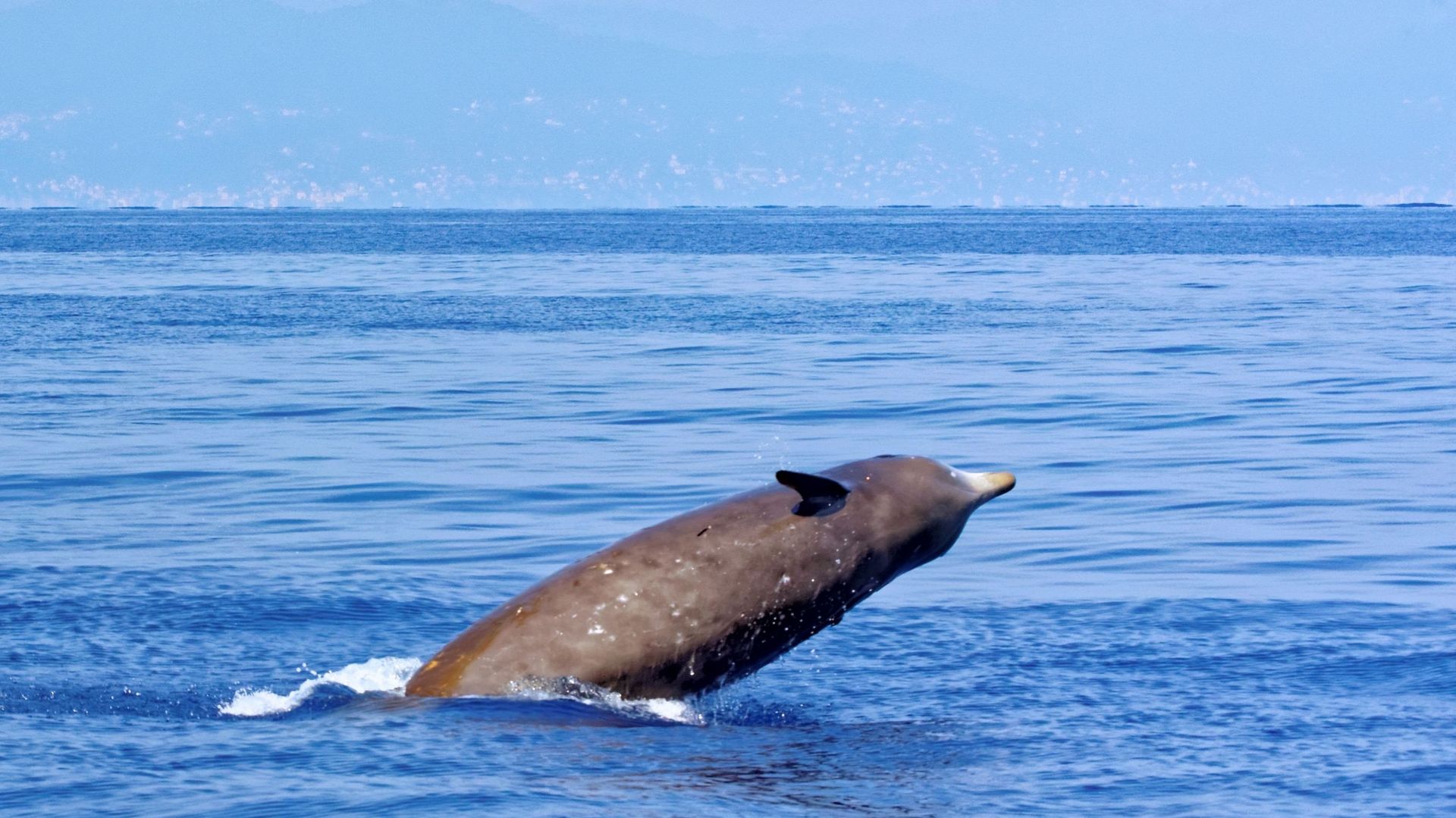 Baleine à bec de Cuvier (Ziphius cavirostris), dans le golfe de Gênes, en mer de Ligurie.