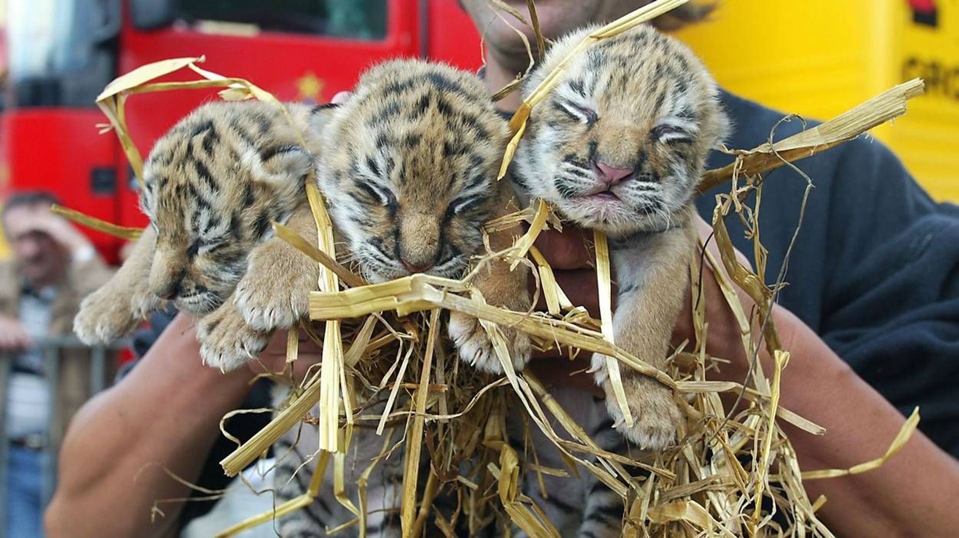 chine-des-bebes-tigres-de-siberie-se-font-bichonner