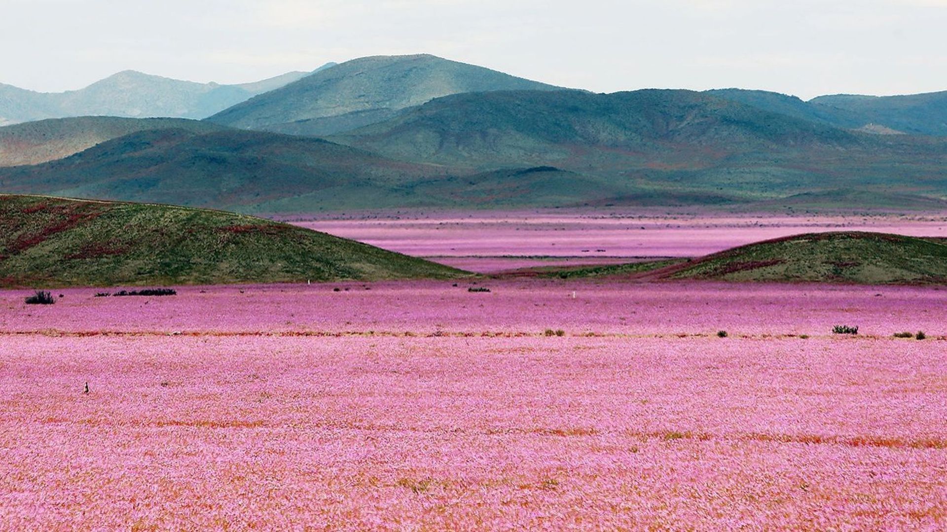 L'image du jour: un désert aride recouvert d'un tapis de fleurs 