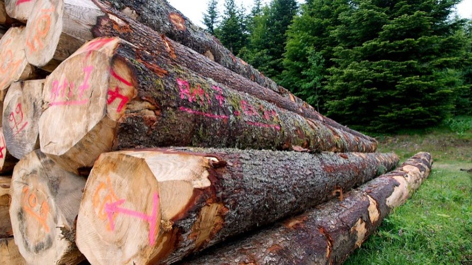 Les scieries belges sont en crise, car le bois de nos forêts est racheté par des investisseurs étrangers et est de plus en plus exporté vers les pays d'Asie du sud-est.