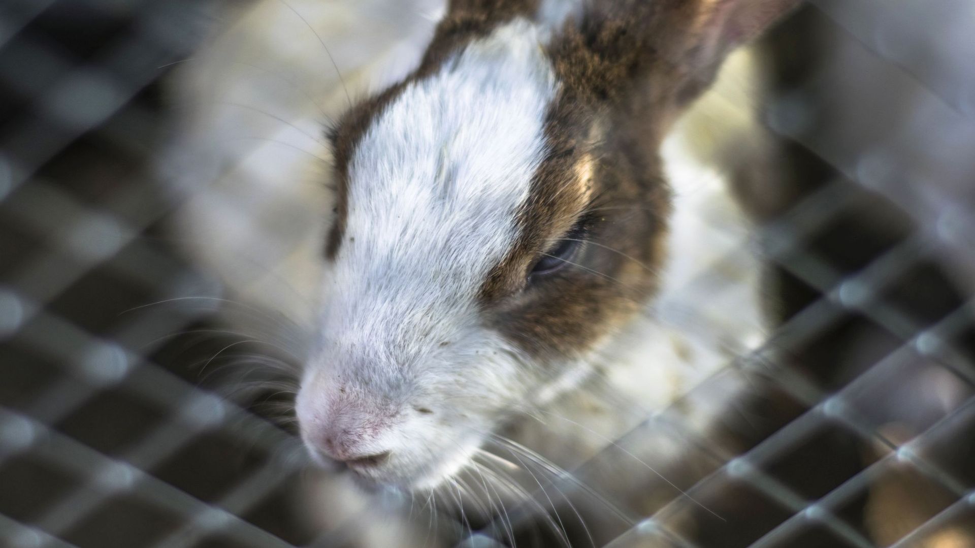 closeup of cute and innocent bunny inside a dark cage with sad expression on it&#39;s face