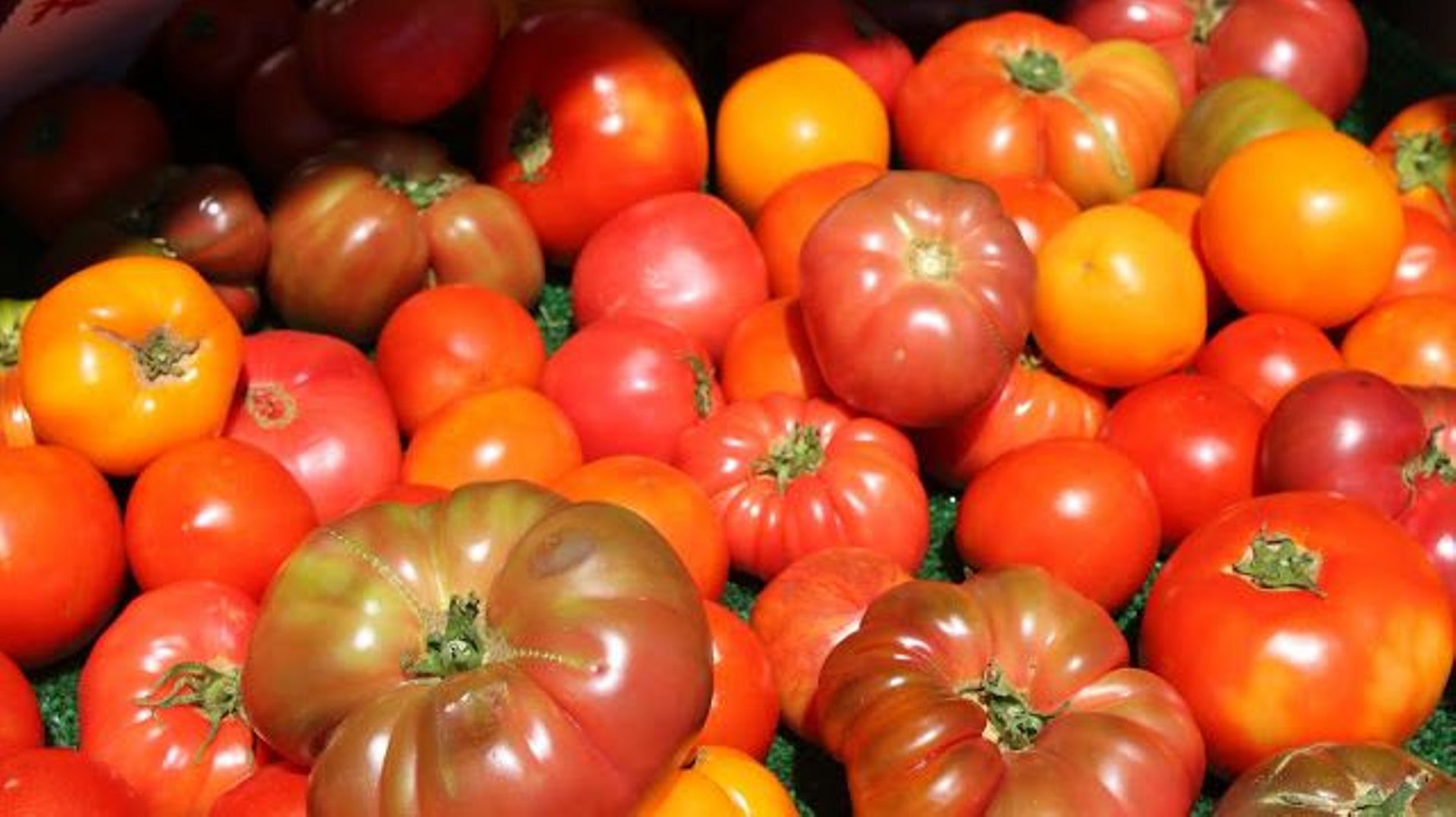 De la bonne tomate de saison, encore et encore !