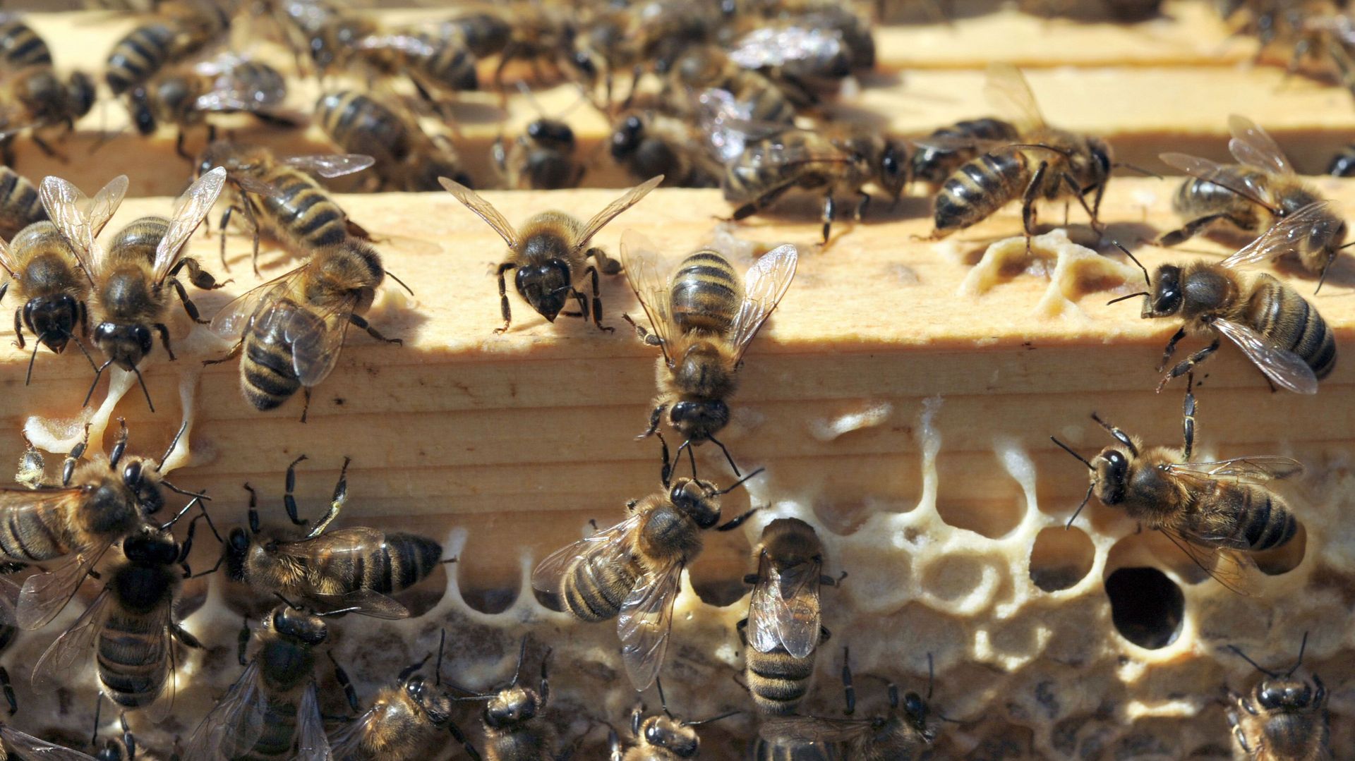Les pesticides s'avèreraient bien létaux pour les abeilles