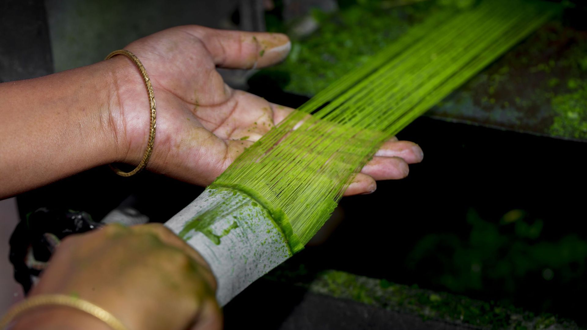 Les fibres sont extraites des feuilles d'ananas