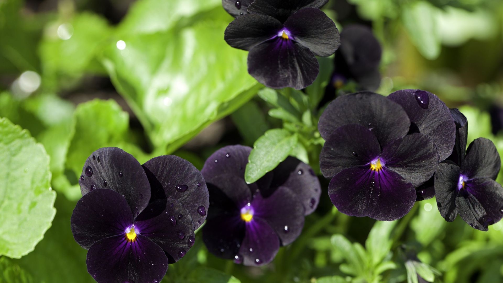 La Viola cornuta 'Molly Sanderson', une violette qui fleurit de mai à septembre