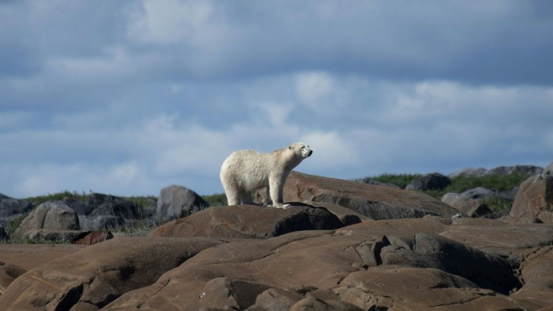 Un ours polaire près de Churchill, dans la Baie d'Hudson, le 4 août 2022 au Canada.