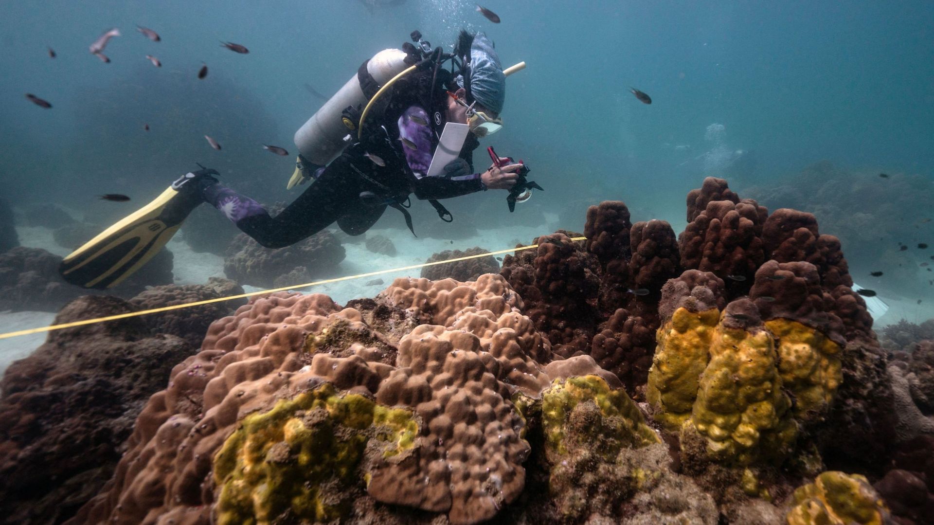 Thaïlande : des scientifiques démunis face à une nouvelle maladie tuant le corail.
