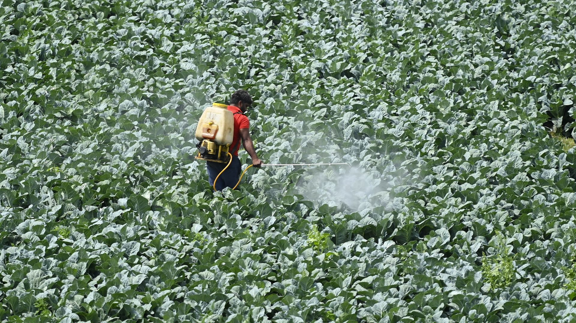 Un tiers des terres agricoles à "haut risque" de pollution aux pesticides