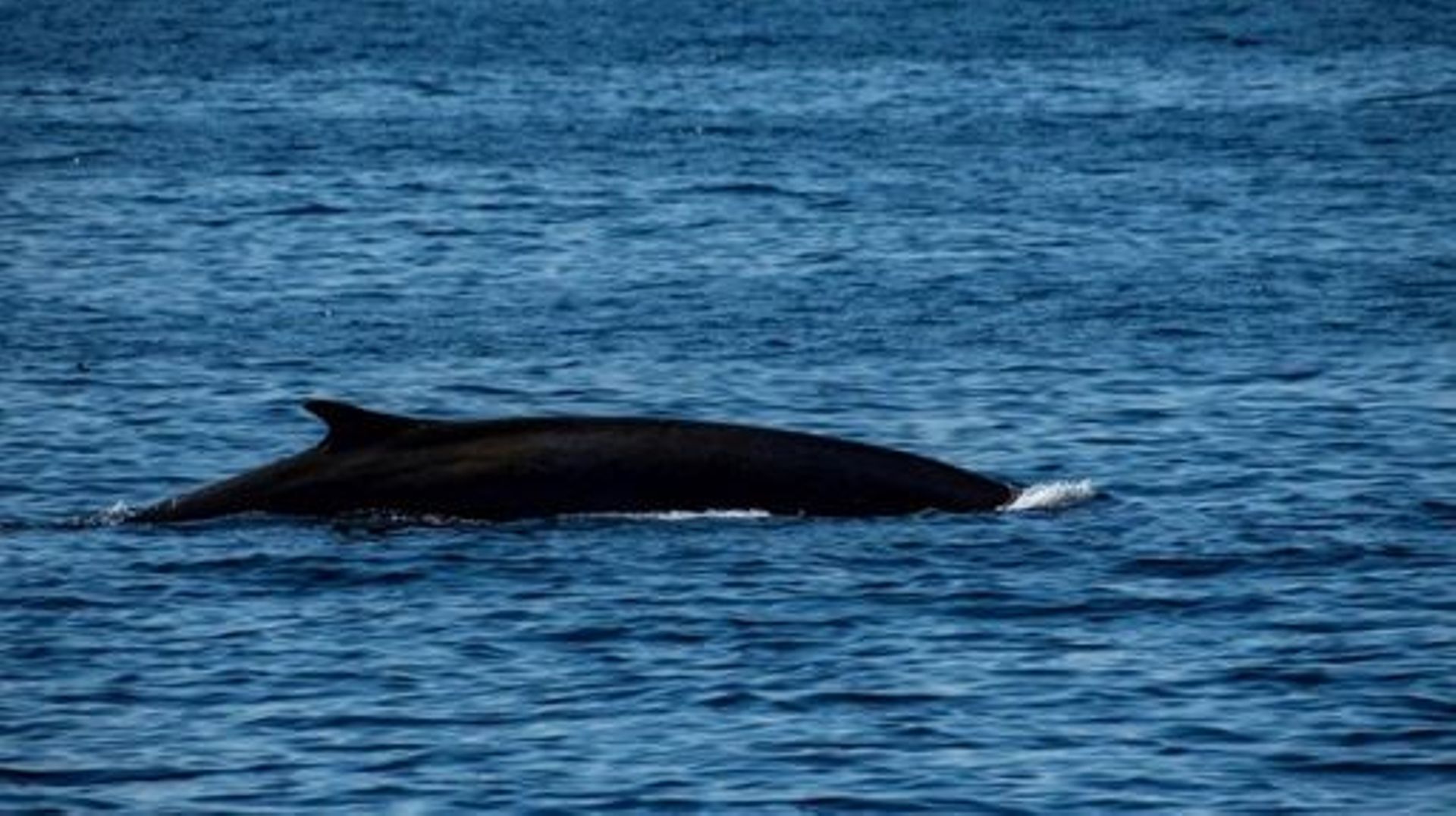 (FILES) A fin whale swims and feeds off of Jeffreys Ledge in the Gulf of Maine, near Gloucester, Massachusetts, on May 8, 2023. Iceland's government said that whaling could resume on September 1, 2023 with stricter conditions and monitoring, after it deci