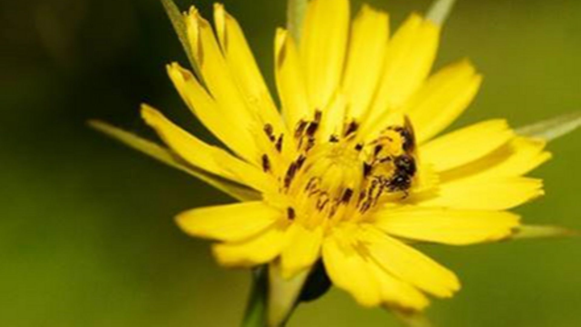 Abeilles, Syrphes et Papillons : Sauvons nos pollinisateurs 