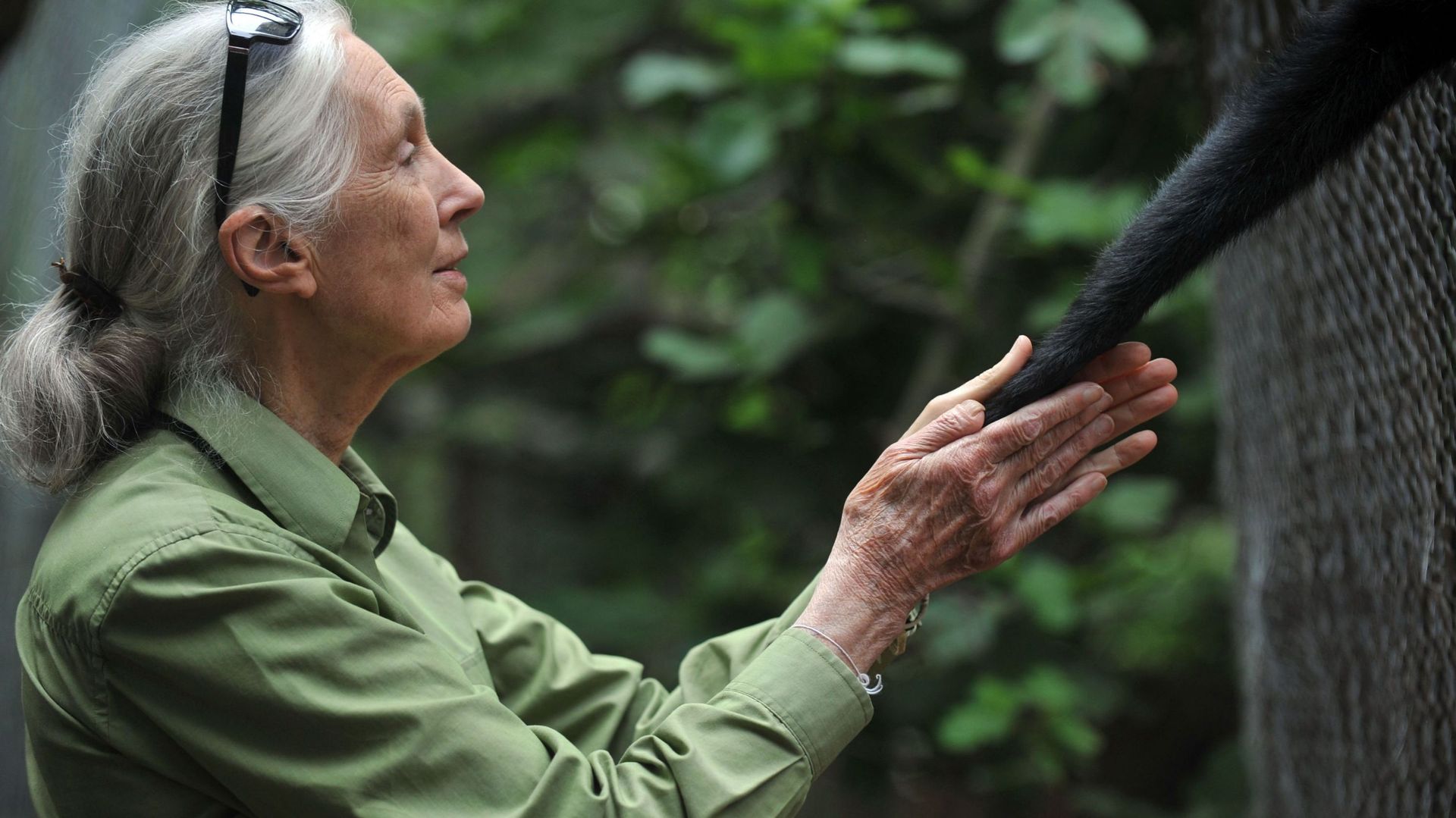 Jane Goodall, dans la peau du singe blanc